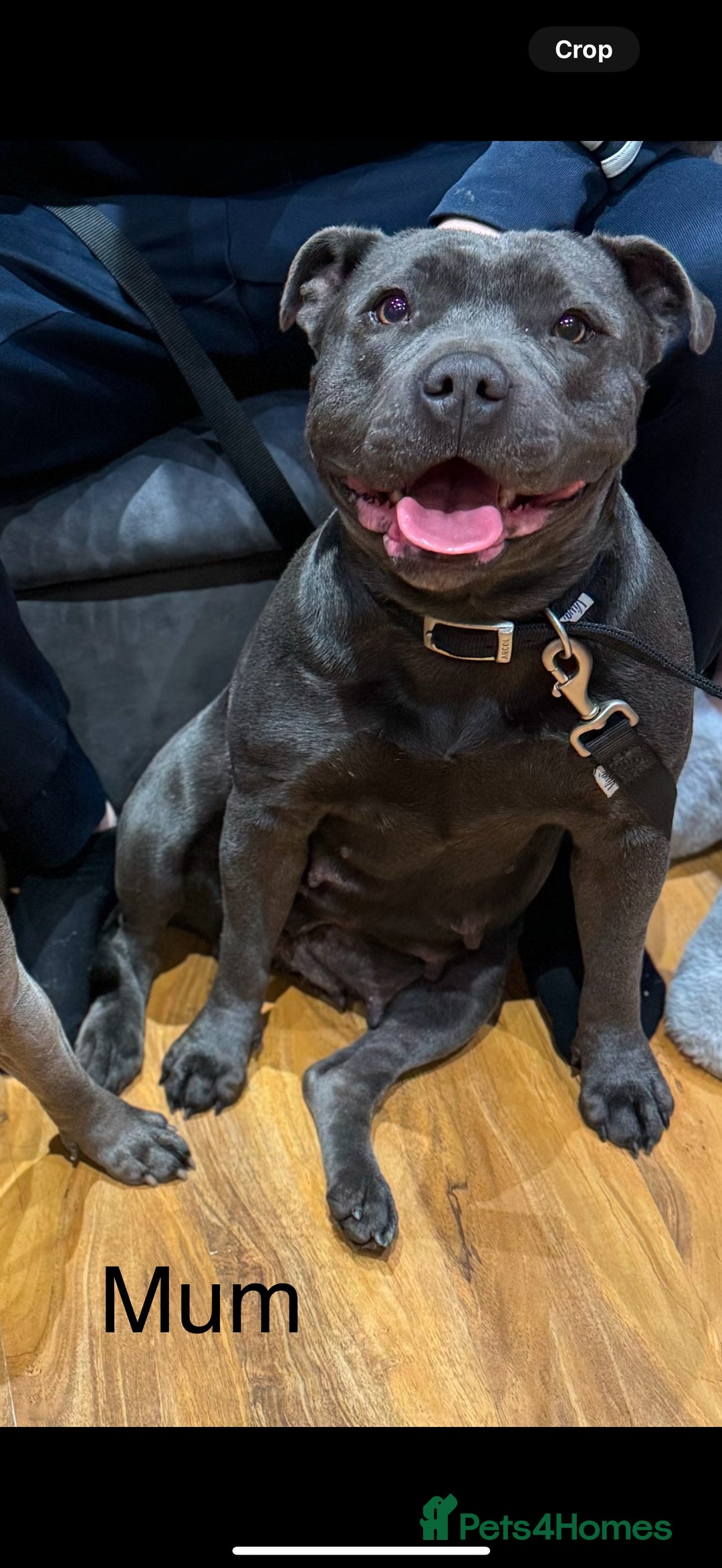 Staffordshire Bull Terrier dogs for sale: Stunning pure blue staffies - Image 40