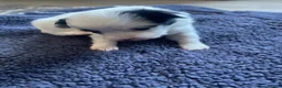 Mixed Breed dogs for sale: Pomapoo x Chihuahua puppies ready to go  - Advert 21