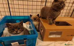 British Shorthair cats for sale: British Shorthair Kittens - Image 5