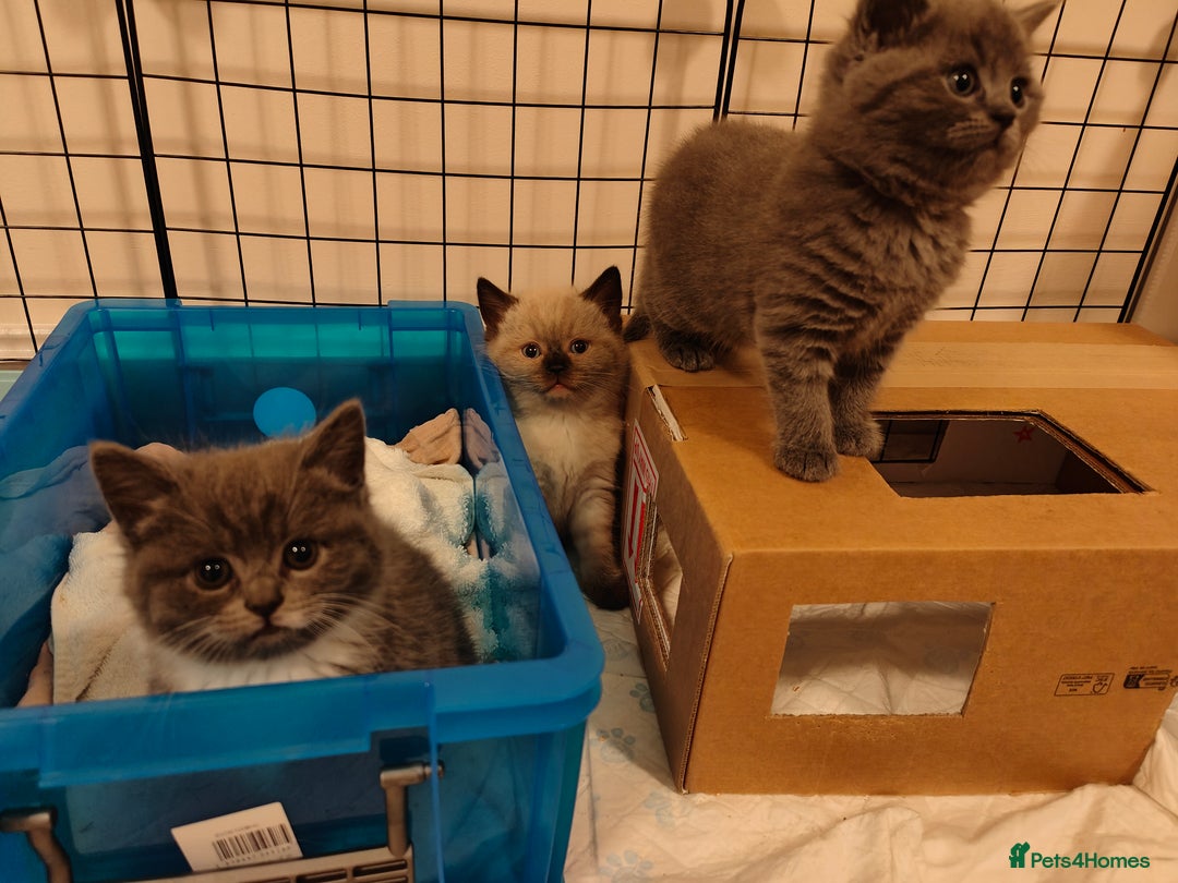 British Shorthair cats for sale: British Shorthair Kittens - Image 5