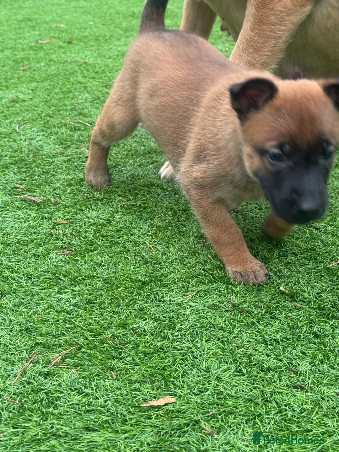 Belgian Shepherd Dog dogs for sale: Belgian Malinois Puppies - Advert 6