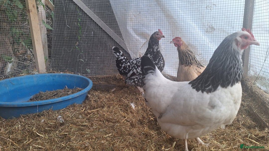 Chickens poultry for sale: Three sussex bantam hens - Image 4