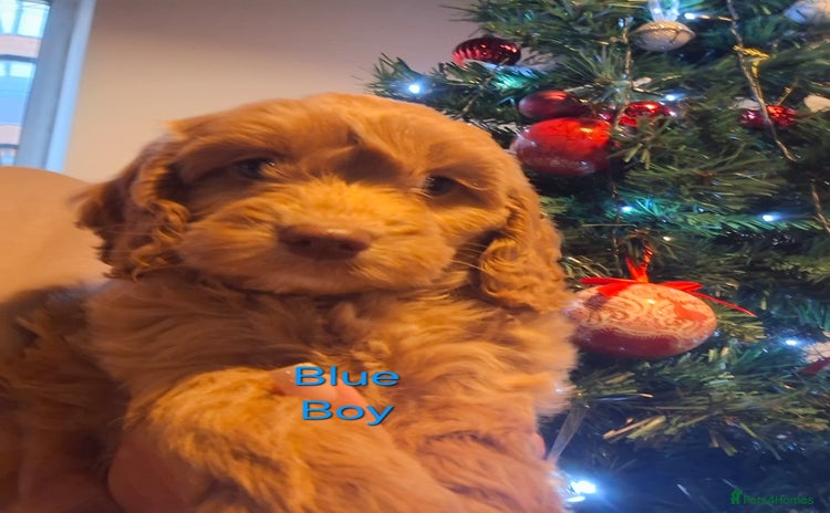 Cockapoo dogs - Advert 5