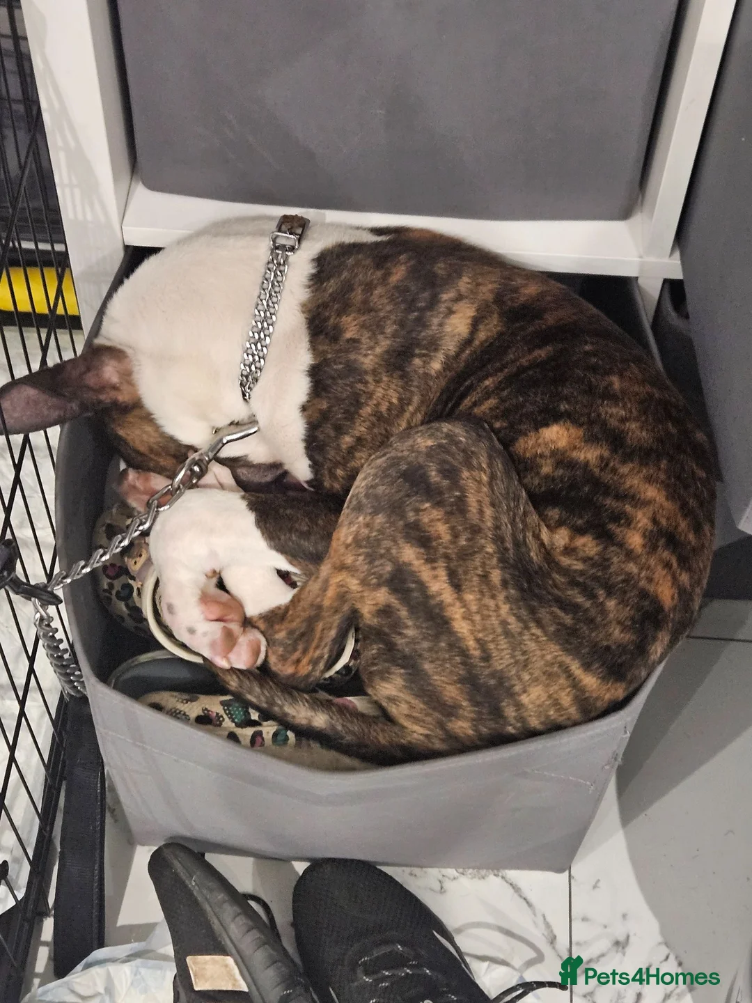 English Bull Terrier dogs for sale: Kc reg brindle white male English bull terrier - Advert 2