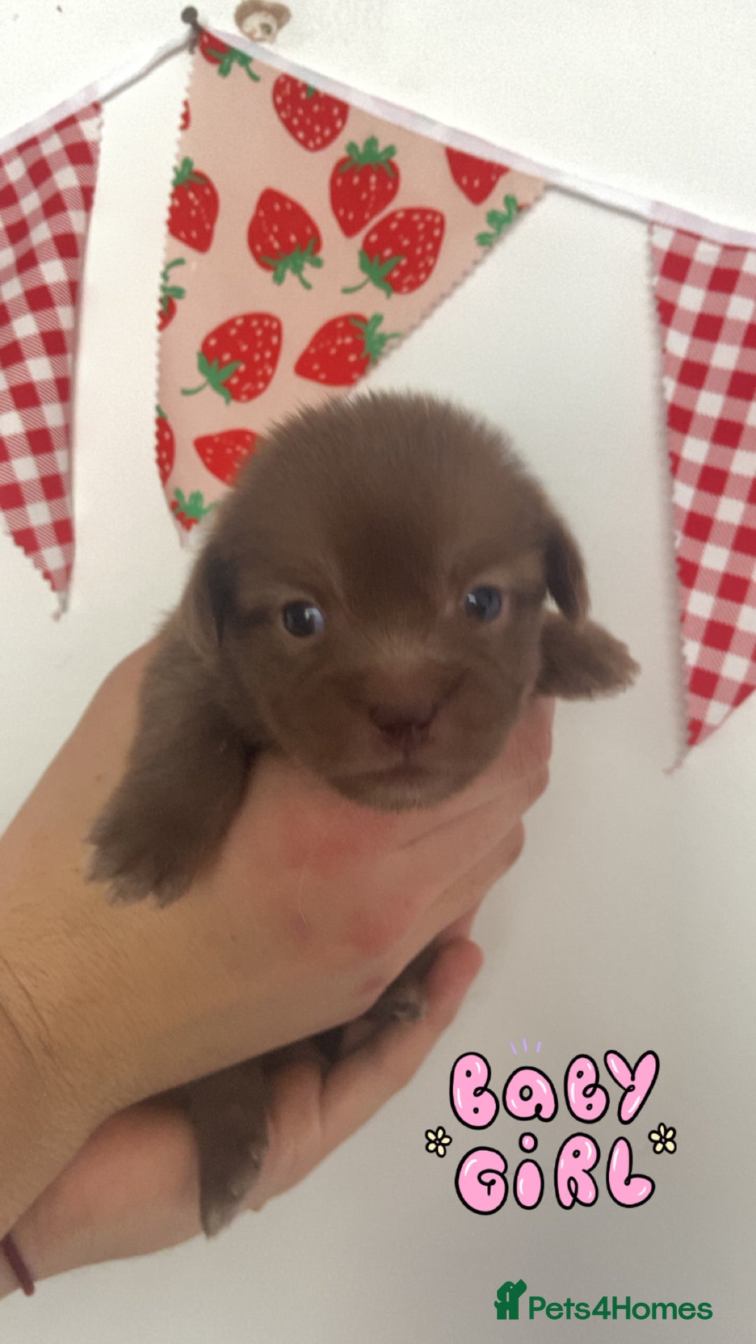 Mixed Breed dogs for sale: Jack x Shitzu puppies dob 17th august 2025  - Image 7