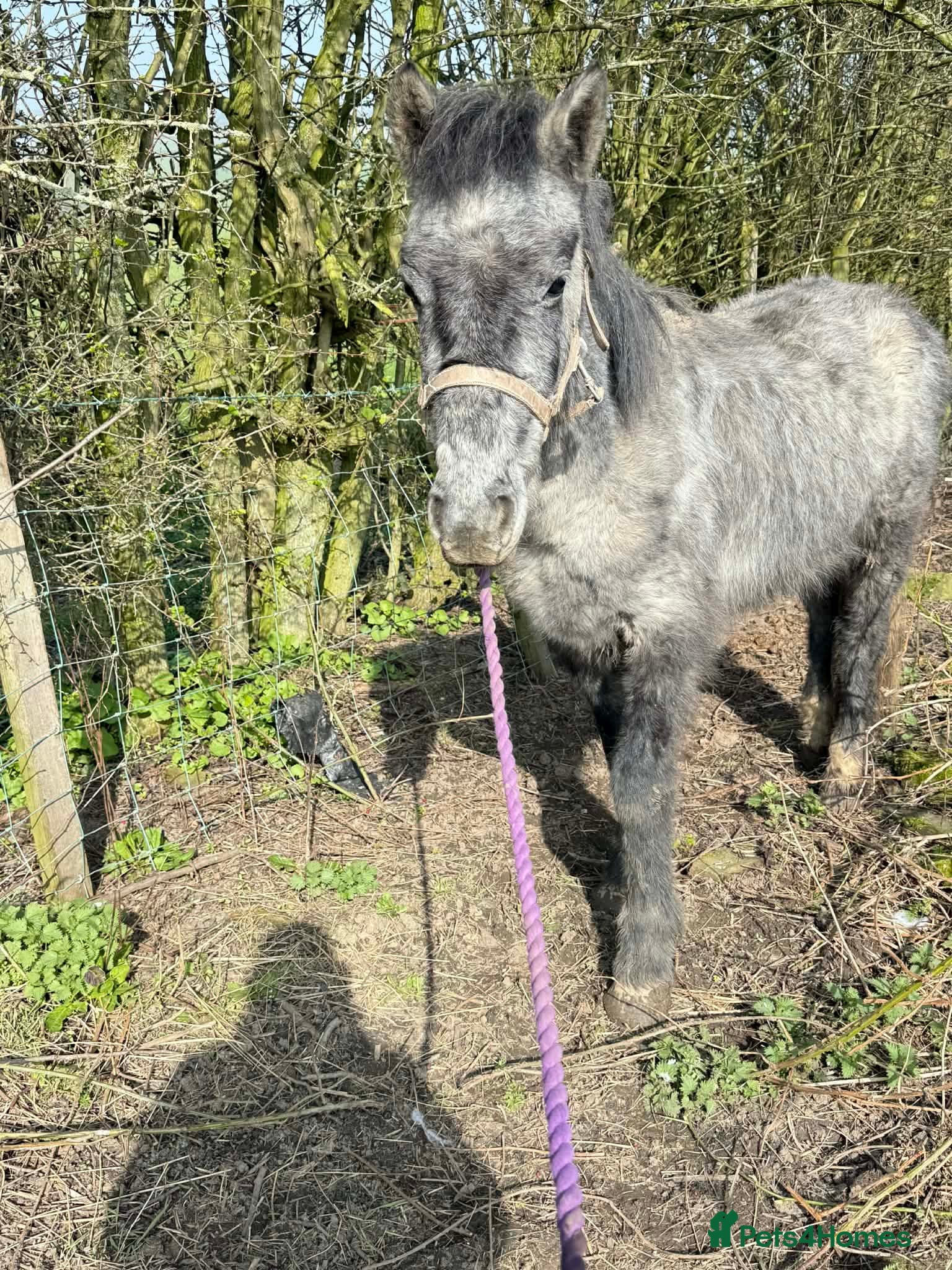 Other Breed horses Maverick companion/potential family pony  - Advert 2