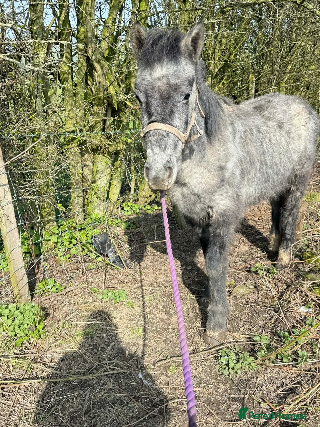 Other Breed horses for sale: Maverick companion/potential family pony  - Advert 1