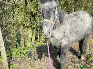 Other Breed horses Maverick companion/potential family pony - Advert 4