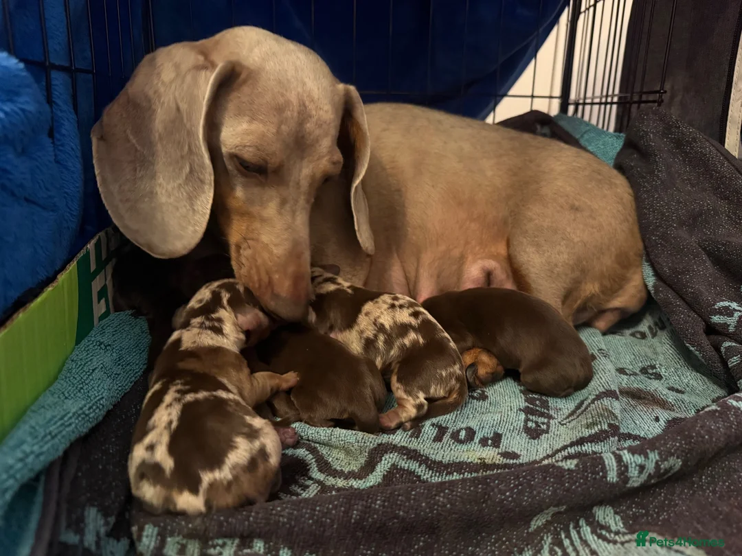 Miniature Dachshund dogs for sale: Mini Dachshund for sale  - Advert 1