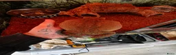 Toad reptiles for sale: Giant Suriname Marine Toad with Set Up - Advert 5
