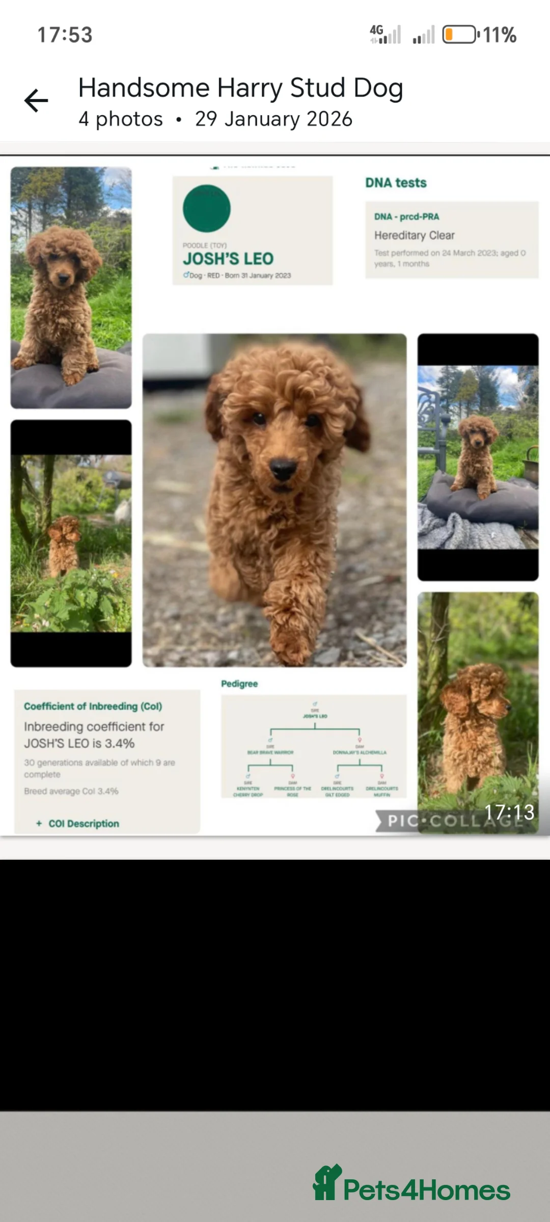 Cockapoo dogs for sale: Teddy cockapoo - Advert 30
