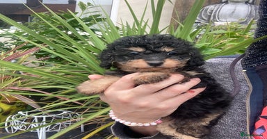 Cavapoo dogs - Advert 11