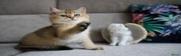 British Shorthair cats for sale: 💙British shorthair kittens ready now💙 - Advert 6
