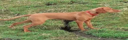 Hungarian Vizsla dogs for sale: Little Hungarians, Big ♥️ RKC Vizsla Puppies - Advert 3