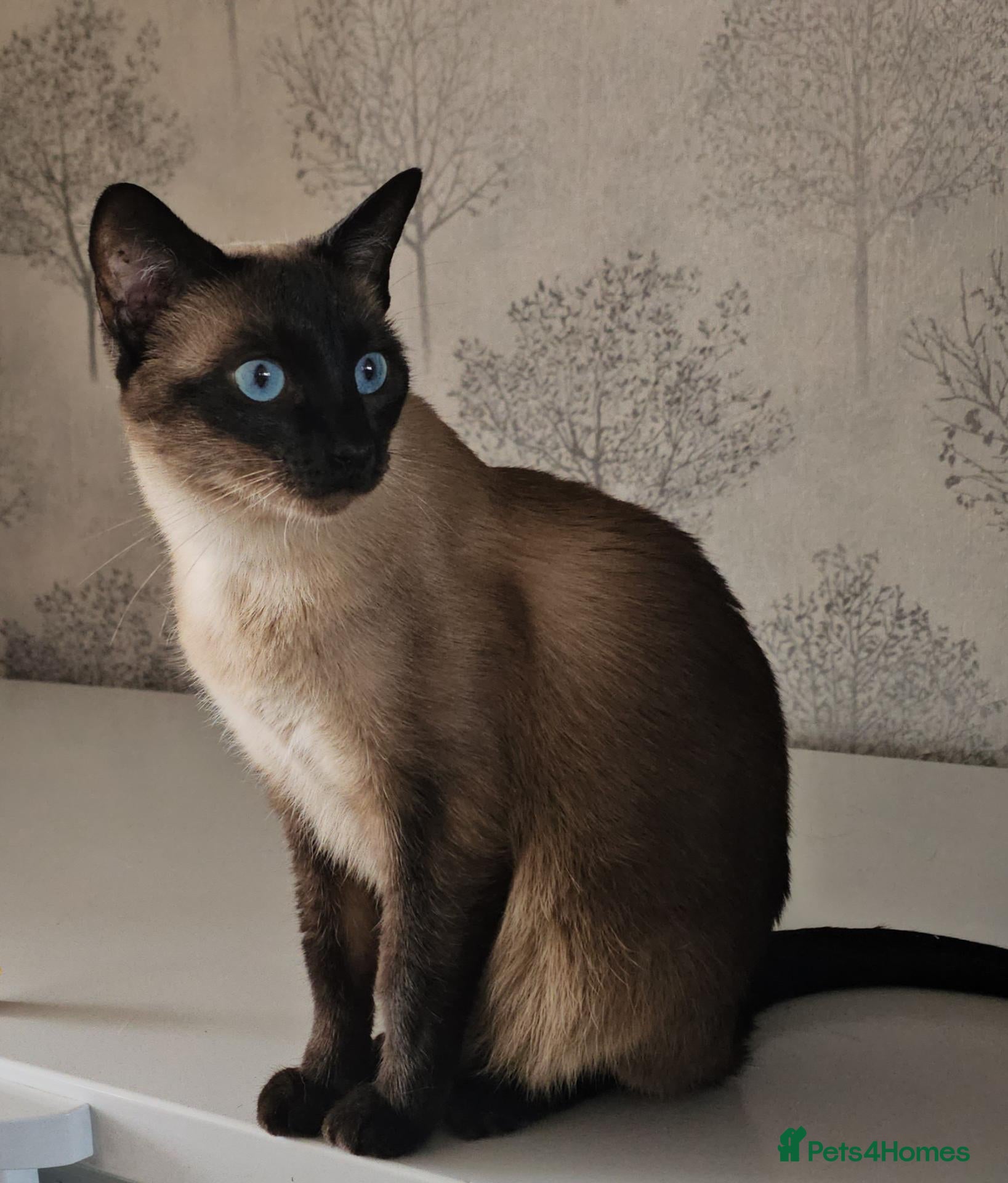 Siamese cats Seal point Siamese Girl Seeking Her Forever Home - Advert 6