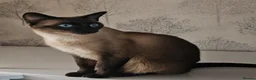 Siamese cats for sale: Seal point Siamese Girl Seeking Her Forever Home - Advert 1