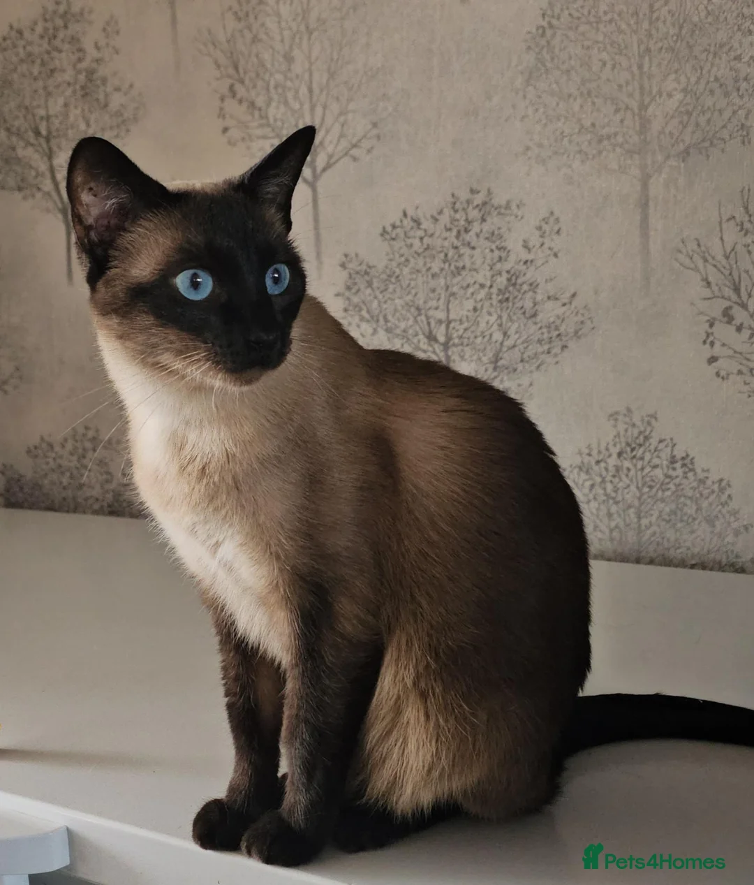 Siamese cats for sale: Seal point Siamese Girl Seeking Her Forever Home - Advert 1