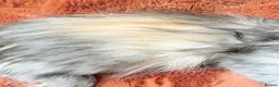 Maine Coon cats for sale: Maine coon kittens READY NOW  - Advert 14