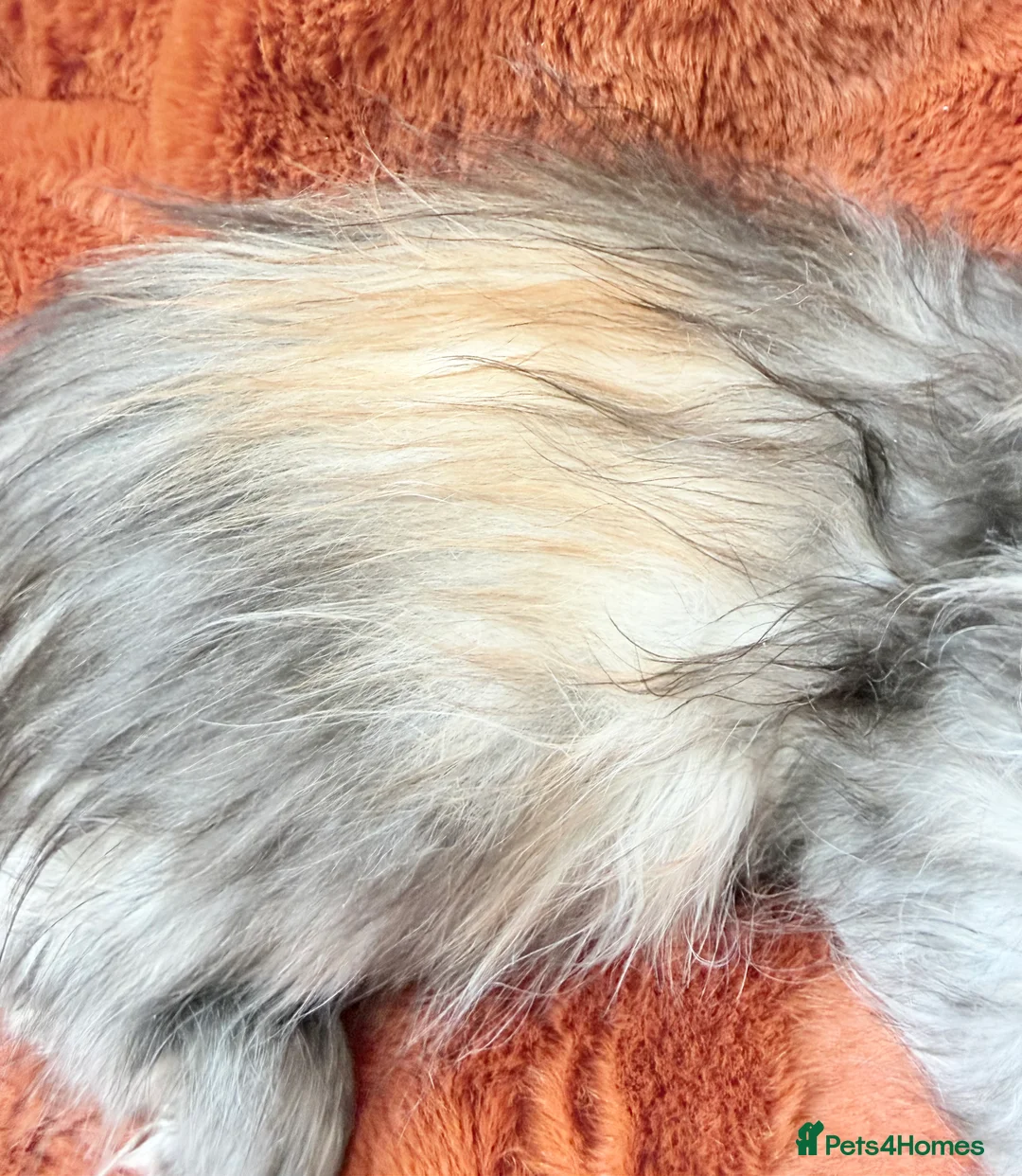 Maine Coon cats for sale: Maine coon kittens READY NOW  - Advert 14