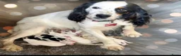 Mixed Breed dogs for sale: Cocker Puppies - Advert 1