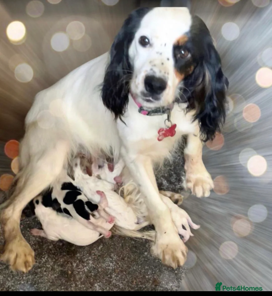 Mixed Breed dogs for sale: Cocker Puppies - Advert 1