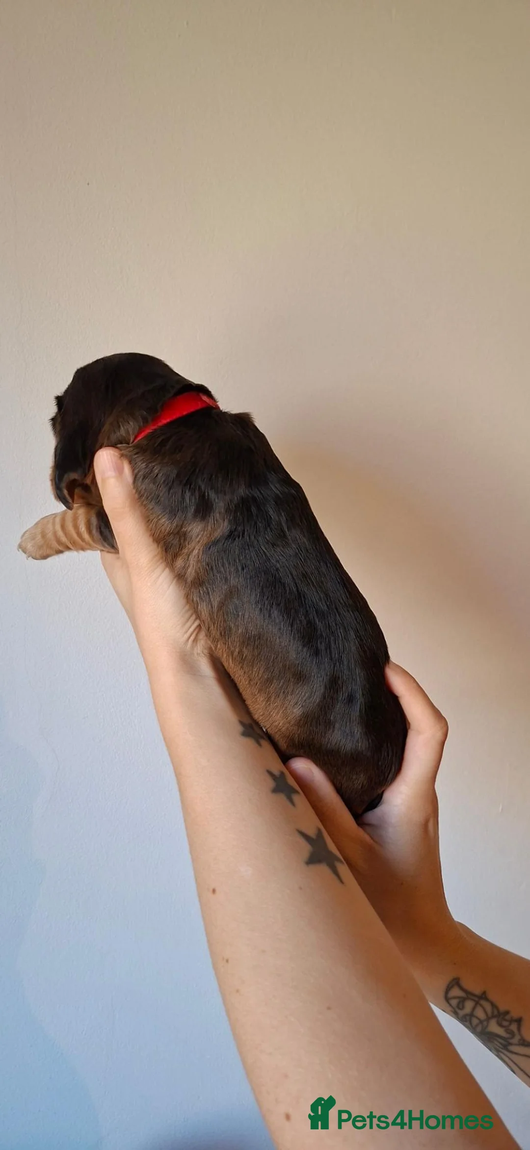 Cocker Spaniel dogs for sale: Beautiful show cocker spaniel puppies - Advert 17