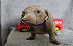 Dachshund dogs for sale: Last red girl fully vaccinated ready to leave x - Image 17
