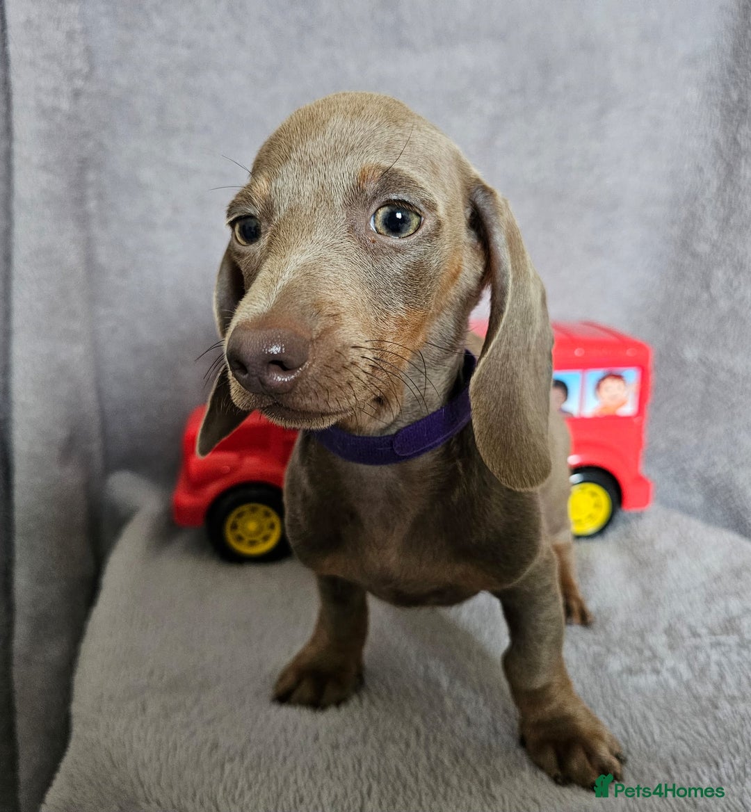 Dachshund dogs for sale: Last red girl fully vaccinated ready to leave x - Image 17