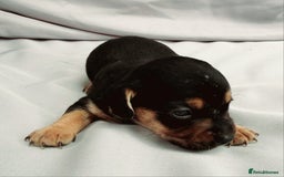 Mixed Breed dogs for sale: Jack Russel Pups in Machynlleth - Image 9