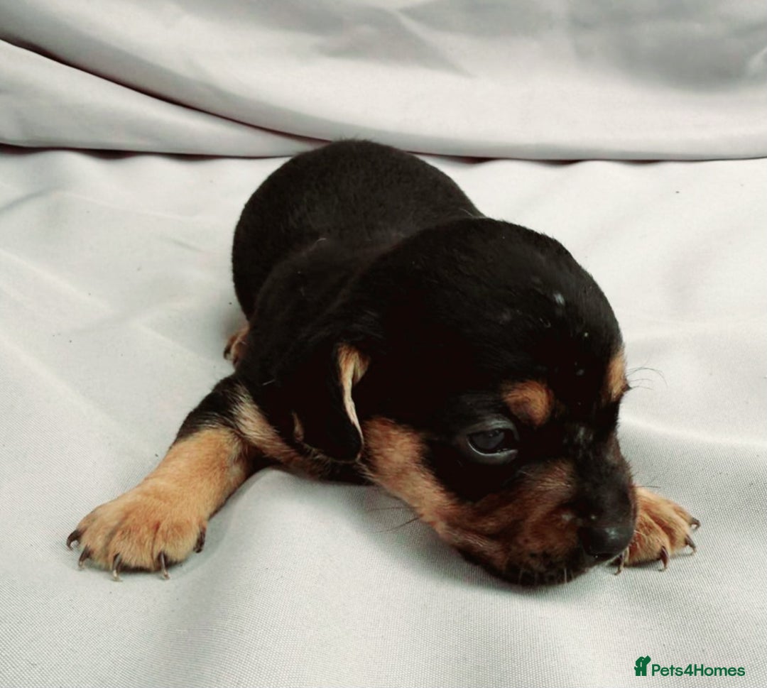 Mixed Breed dogs for sale: Jack Russel Pups in Machynlleth - Image 9
