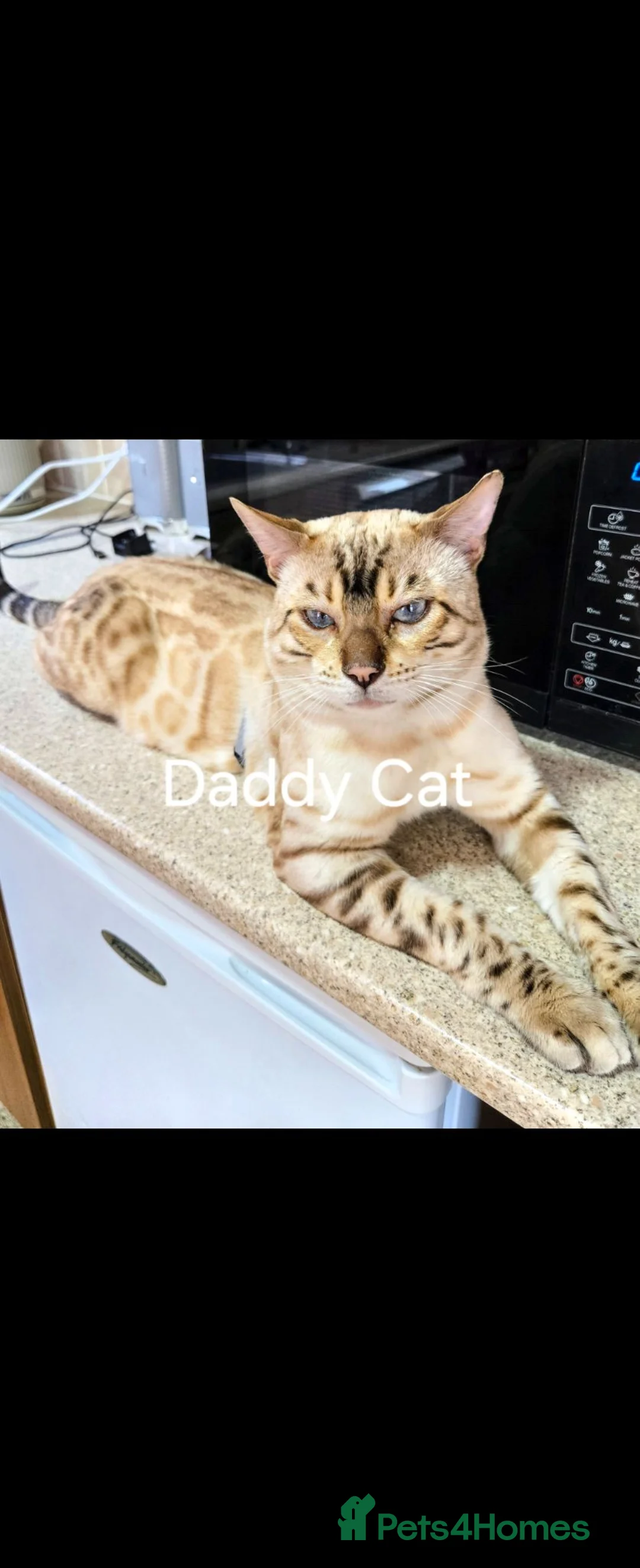 Bengal cats for sale: 🌟Stunning pure snow bengal kittens 🎉 in Southampton - Advert 2