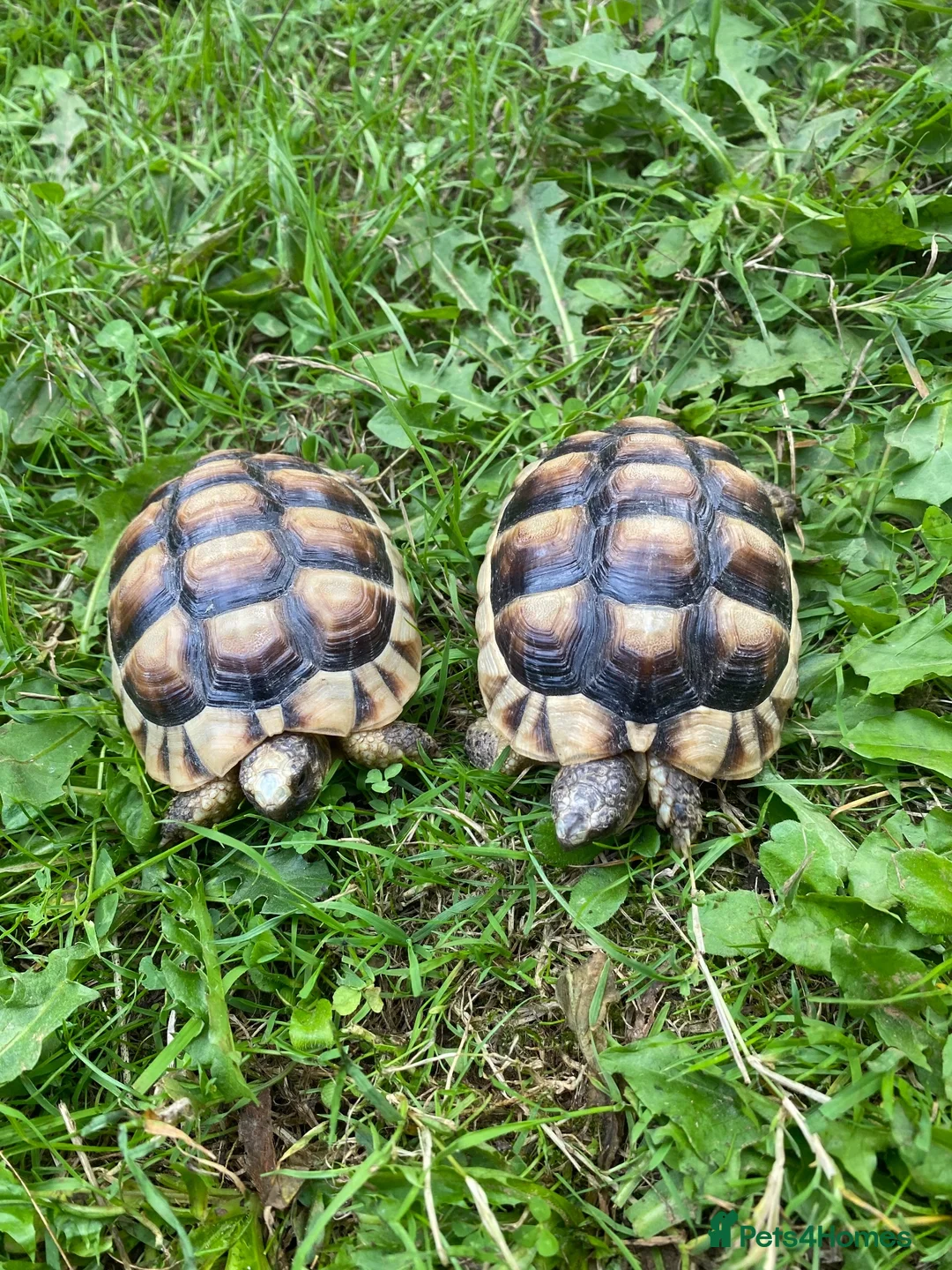 Tortoise reptiles for sale: Marginated Tortoises for sale - Advert 1