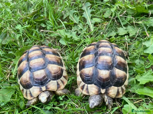 Tortoise reptiles Marginated Tortoises for sale - Advert 1
