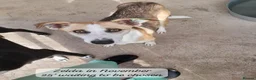 Mixed Breed dogs for adoption: Zelda, 3 yrs old approx. Available for adoption. in Brixham - Advert 2