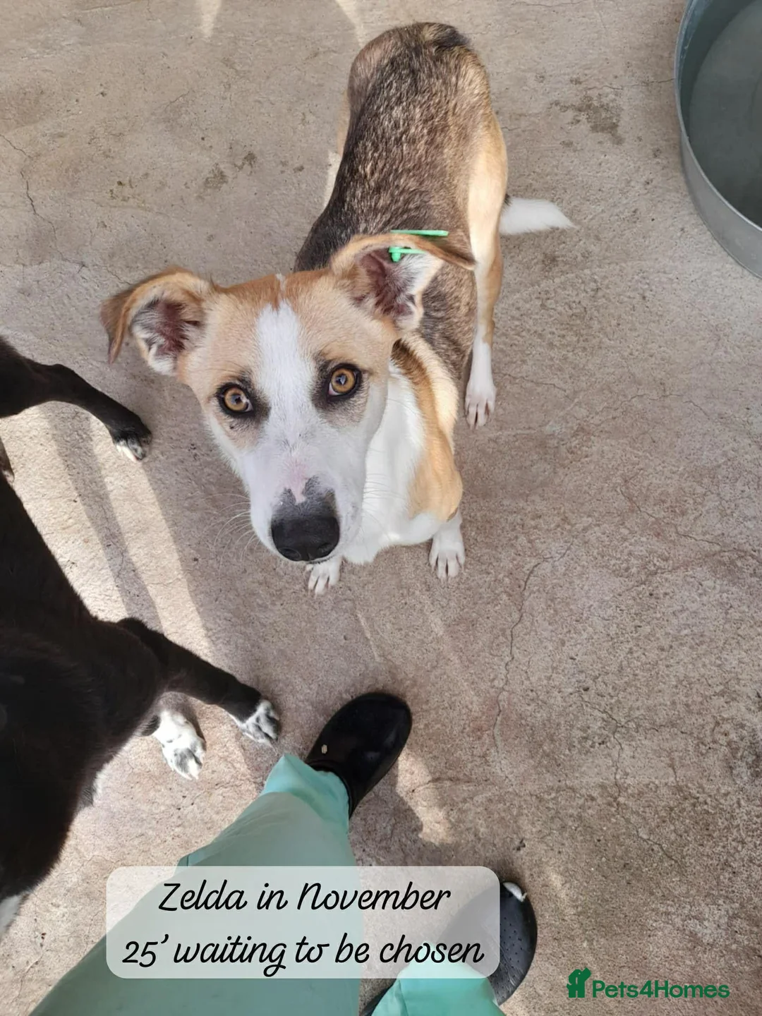 Mixed Breed dogs for adoption: Zelda, 3 yrs old approx. Available for adoption. in Brixham - Advert 2