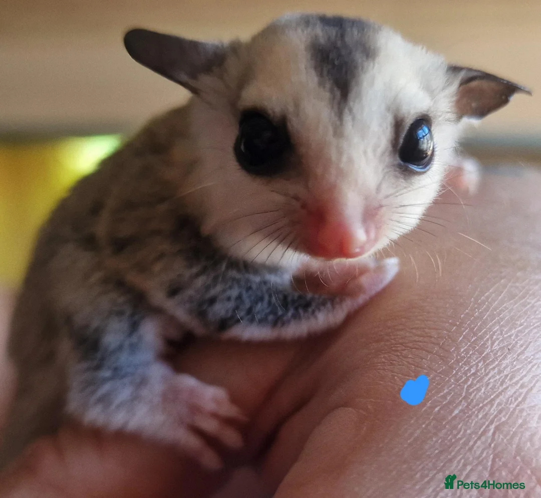 Sugar Glider rodents for sale: Baby sugar gliders  - Advert 11
