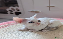 Devon Rex cats for sale: 🐾 Beautiful Devon Rex Kittens💕 - Image 22