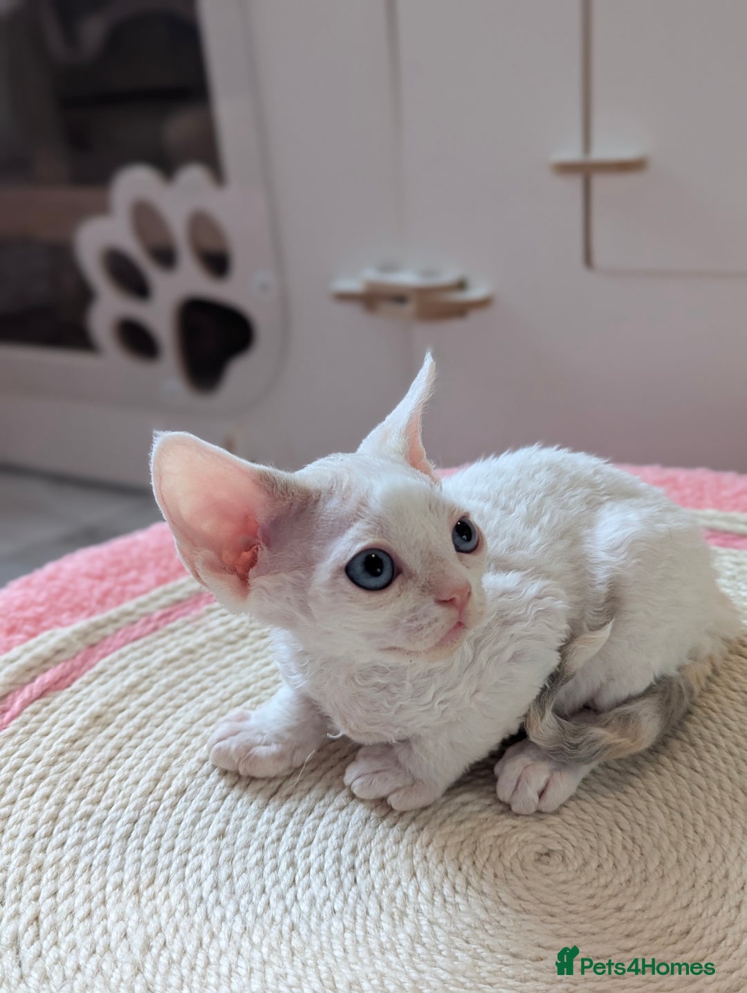 Devon Rex cats for sale: 🐾 Beautiful Devon Rex Kittens💕 - Image 22