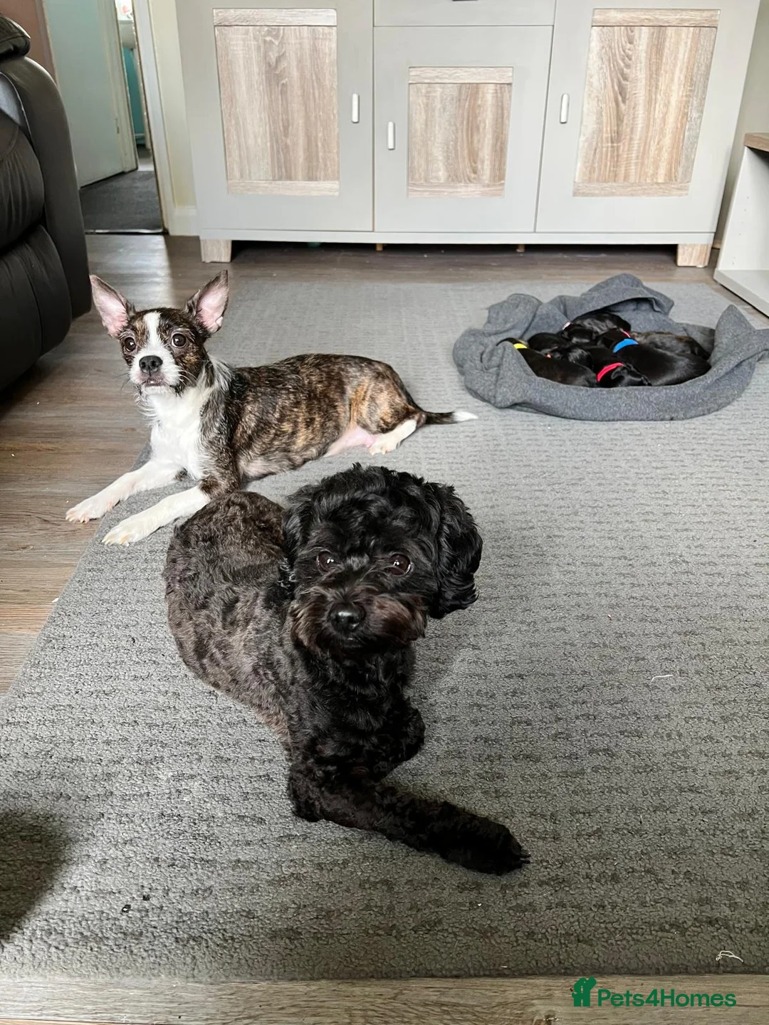 Mixed Breed dogs for sale: Beautiful solid puppies in Ilkeston - Advert 2