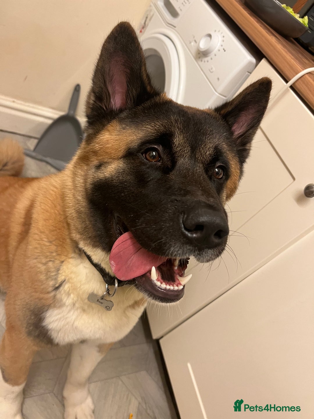 Akita dogs for sale: American Akita - Age 3 - Image 2