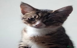 British Shorthair cats for sale: 3 kittens looking for a nice house - Image 2