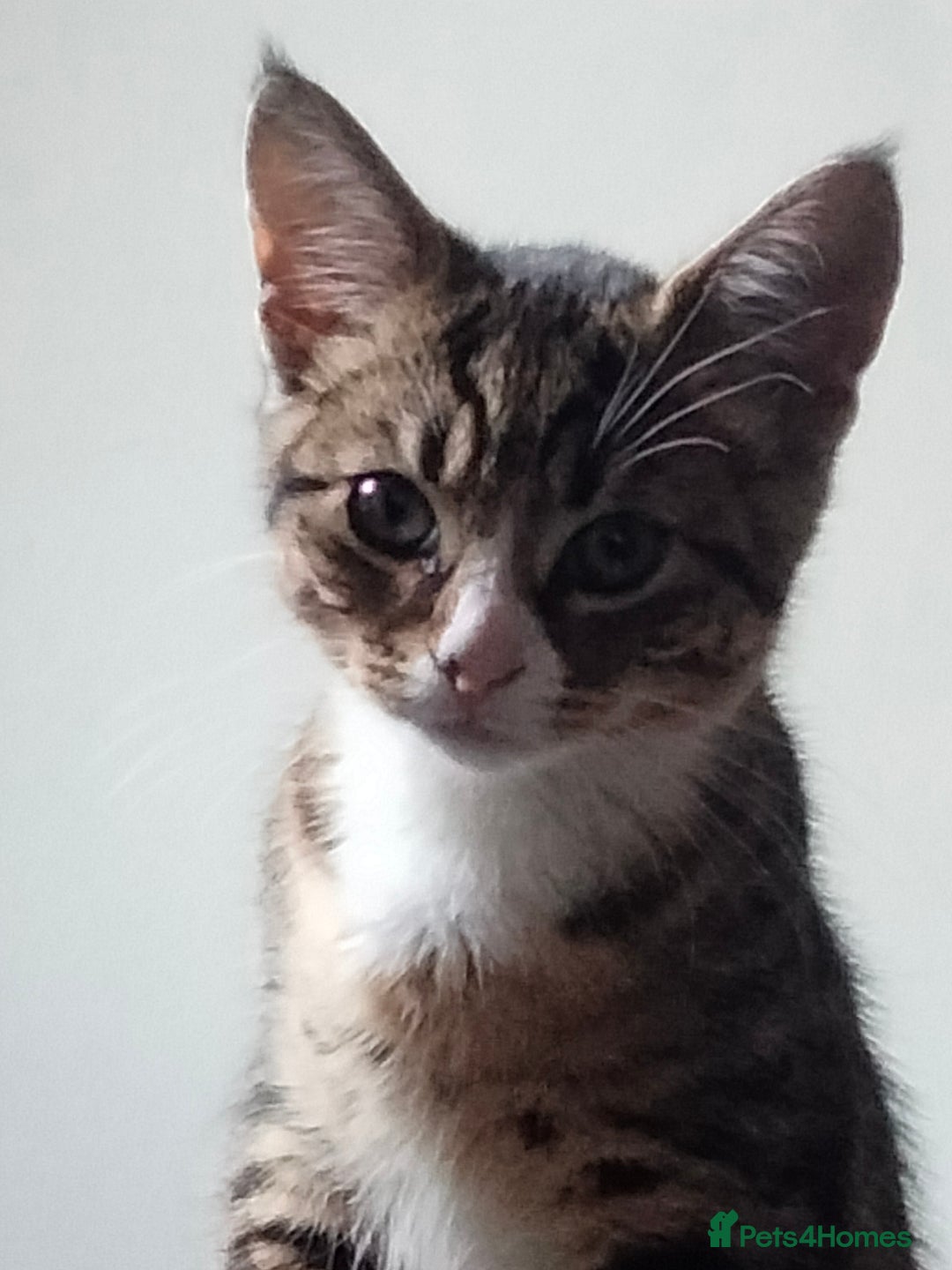 British Shorthair cats for sale: 3 kittens looking for a nice house - Image 2