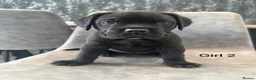 Cane Corso dogs for sale: Ready to collect Exceptional Cane Corso puppies   - Advert 12