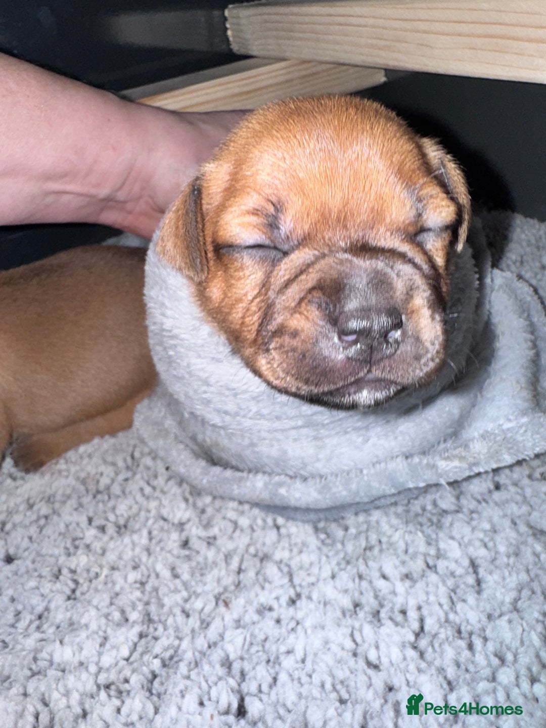 Staffordshire Bull Terrier dogs for sale: Beautiful litter of red staffy pups - Advert 12