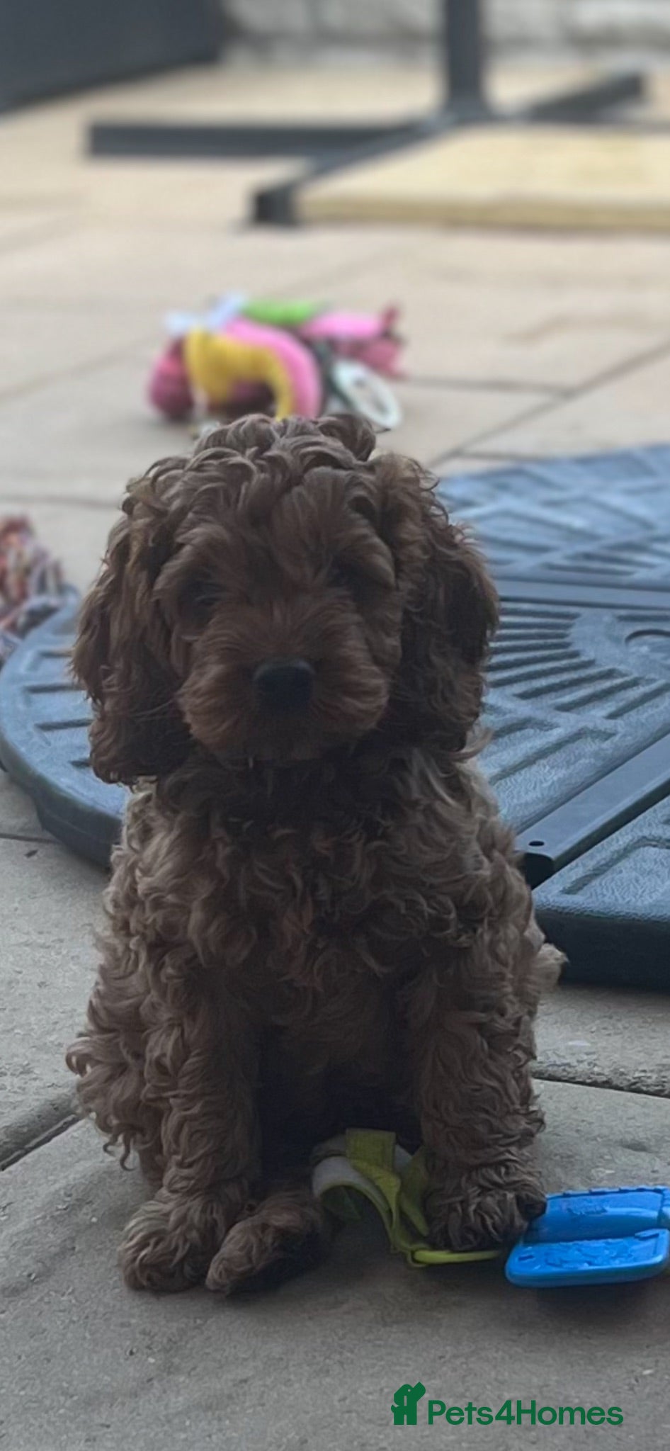 Cockapoo dogs *** HEALTH TESTED AMERICAN COCKAPOOS ** - Advert 2