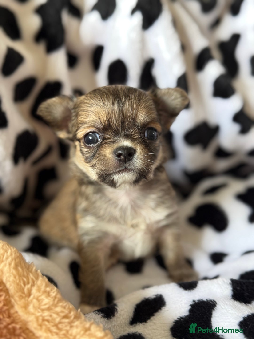 Chihuahua dogs for sale: Last show quality KC long coat Boy  - Advert 40