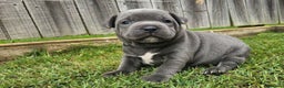 Staffordshire Bull Terrier dogs for sale: Amazing top quality blue staffordshire super activ - Advert 2