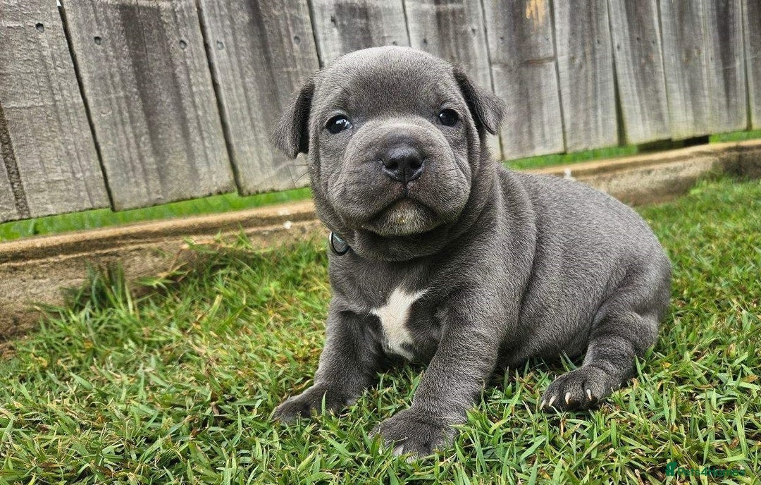 Staffordshire Bull Terrier dogs for sale: Amazing top quality blue staffordshire super activ - Advert 2