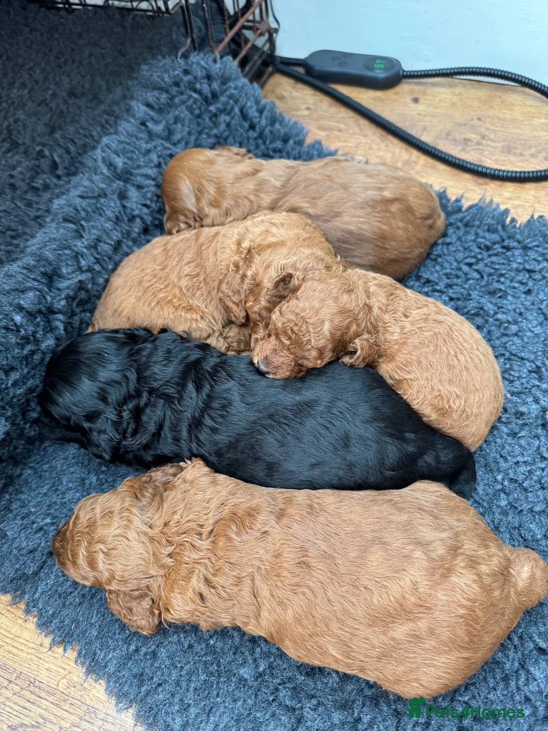 Cockapoo dogs for sale: A gorgeous litter of cockapoos 2 red and 1 black  - Advert 1