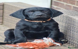 Cockerdor dogs for sale: Cockerdor Puppies - Image 3